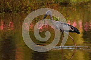 Selective focus shot of a heron hunting for prey in a calm swampy area