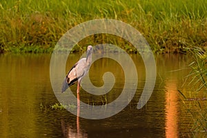 Selective focus shot of a heron hunting for prey in a calm swampy area