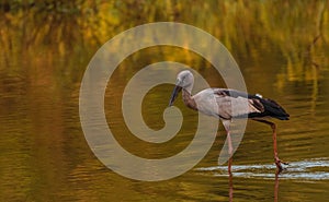 Selective focus shot of a heron hunting for prey in a calm swampy area