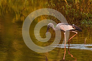 Selective focus shot of a heron hunting for prey in a calm swampy area