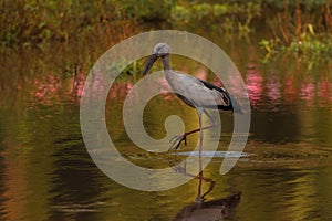 Selective focus shot of a heron hunting for prey in a calm swampy area