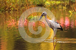 Selective focus shot of a heron hunting for prey in a calm swampy area