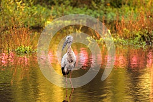Selective focus shot of a heron hunting for prey in a calm swampy area