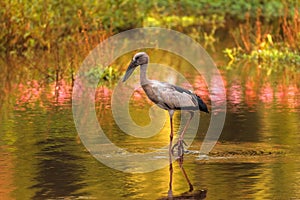 Selective focus shot of a heron hunting for prey in a calm swampy area