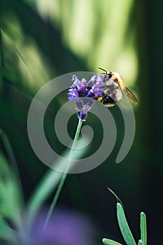 Selective focus shot of a honey bee collecting pollen from an English lavender flower