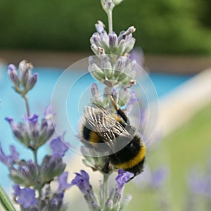 Selective focus shot of a honey bee sitting on the violet flower of lavender