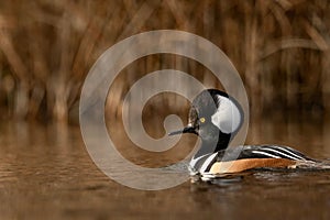 Selective focus shot of a hooded merganser bird floating in a lake