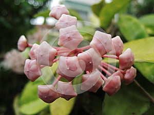 Selective focus shot of hoya flower bud