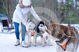 Selective focus shot of husky dogs in the forest during winter