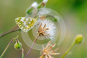 A selective focus shot of the incredible beautiful butterfly rests on a flower. Close-up