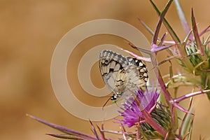 Selective focus shot of the incredible Melanargia galathea butterfly on a purple plant in Israel