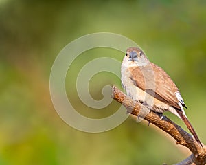 Selective focus shot of the Indian silverbill (Euodice malabarica) perched on a branch