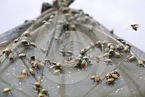 Selective focus shot of Japanese beetles Popillia japonica