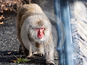 Selective focus shot of Japanese macaque in Yamanouchi town, Nagano Prefecture, Japan