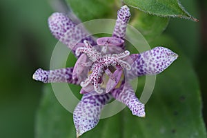 Selective focus shot of a japanese toad lily (turcicus hirta) in the garden