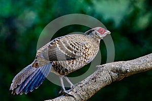 Selective focus shot of a Kalij Pheasant bird perched on a tree branch