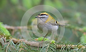 Selective focus shot of a kinglet bird perched outdoors