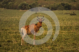 Selective focus shot of a kongoni (alcelaphus buselaphus) in the green field