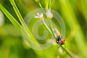 Selective focus shot of a ladybird beetle on a flower in a field captured on a sunny day