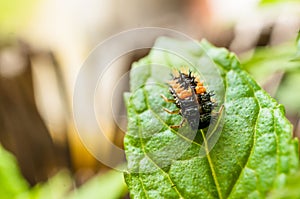 Selective focus shot of a ladybird larvae on a green leaf