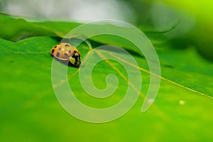 Selective focus shot of a ladybug insect on a green leaf