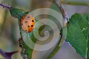 Selective focus shot of a ladybug on a leaf