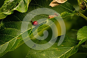 Selective focus shot of a Ladybug on a leaf
