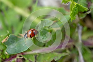 Selective focus shot of a ladybug on a leaf
