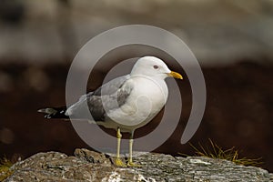 Selective focus shot of a Larus canus outdoors