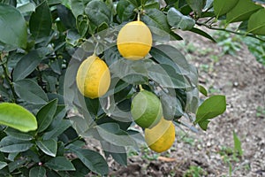 Selective focus shot of lemons growing on a lemon tree