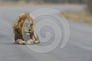 Selective focus shot of a lion laying on a road with its eyes closed