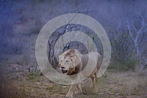 Selective focus shot of a lion walking around protecting his territory