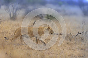 Selective focus shot of a lion walking in a dry grassy field