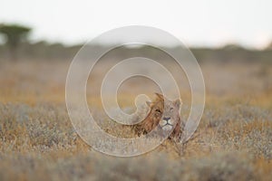 Selective focus shot of a lions head pocking out of a grassy field