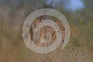 Selective focus shot of lions walking in a dry grassy field