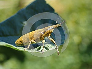 Selective focus shot of a lixus algirus beetle standing on a green leaf