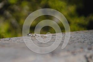 Selective focus shot of a lizard crawling on the wall