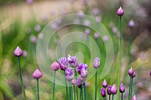 Selective focus shot of Ðllium purple flowers growing in the garden