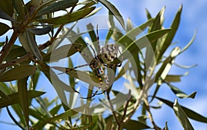 Selective focus shot of Lobed Argiope Spider on an olive tree branches