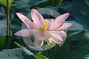 Selective focus shot of lotus flower on the lake of Mantua