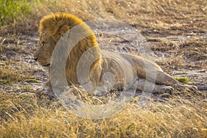 Selective focus shot of a magnificent lion lying on the ground captured in Masai Mara, Kenya