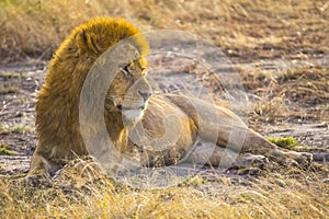 Selective focus shot of a magnificent lion lying on the ground captured in Masai Mara, Kenya