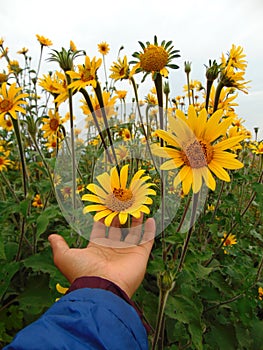 Selective focus shot of a male hand touching sunflower in a field