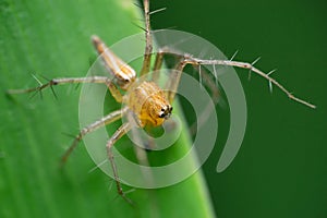 Selective focus shot of male striped lynx spider & x28;Oxyopes salticus& x29; in Satara, Maharashtra, India