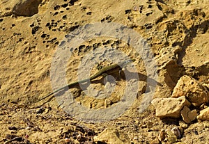 Selective focus shot of Maltese wall Lizard in Maltese Islands, Malta on a sandy rock on a daylight