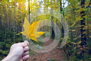 Selective focus shot of a man holding a yellow maple leaf in a park