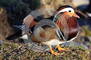 Selective focus shot of mandarin duck
