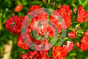 Selective focus shot of many beautiful red garden roses growing on the bush