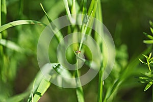 Selective focus shot of a margined calligrapher bug on a green grass blade