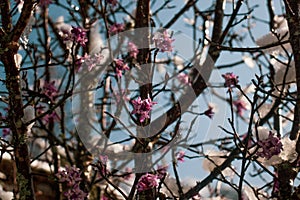 Selective focus shot of mezereon blossoms on branches